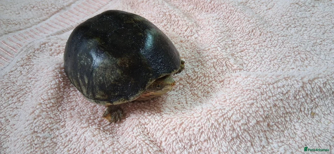 Turtle reptiles for sale: Healthy Pet Musk Turtle.Available with Full Setup. in Nottingham - Advert 1