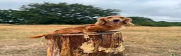 Miniature Dachshund dogs for sale: KC Registered Cream Miniature Dachshund Puppies🐶 - Advert 14
