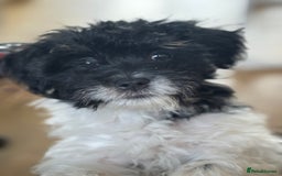 Mixed Breed dogs for sale: 1 male shihpoo needs rehoming  - Image 1