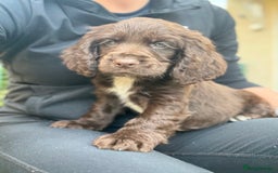 Cocker Spaniel dogs for sale: Cocker spaniel puppies 🐶 - Image 9