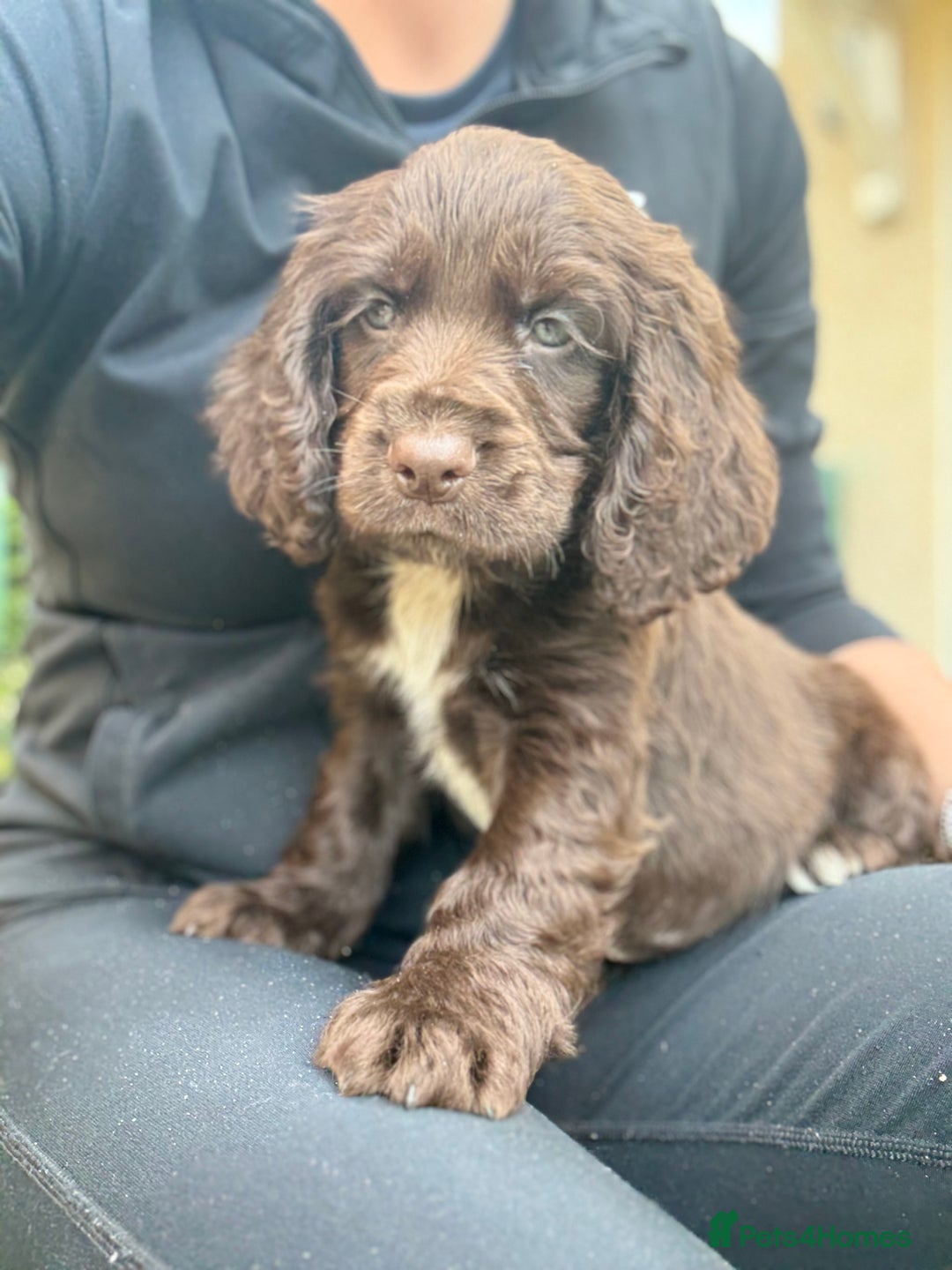 Cocker Spaniel dogs for sale: Cocker spaniel puppies 🐶 - Image 9