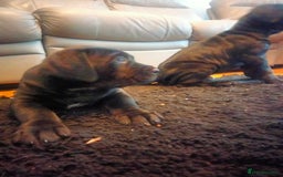 Cane Corso dogs for sale: Cane Corso puppies 14/11/25 - Image 13