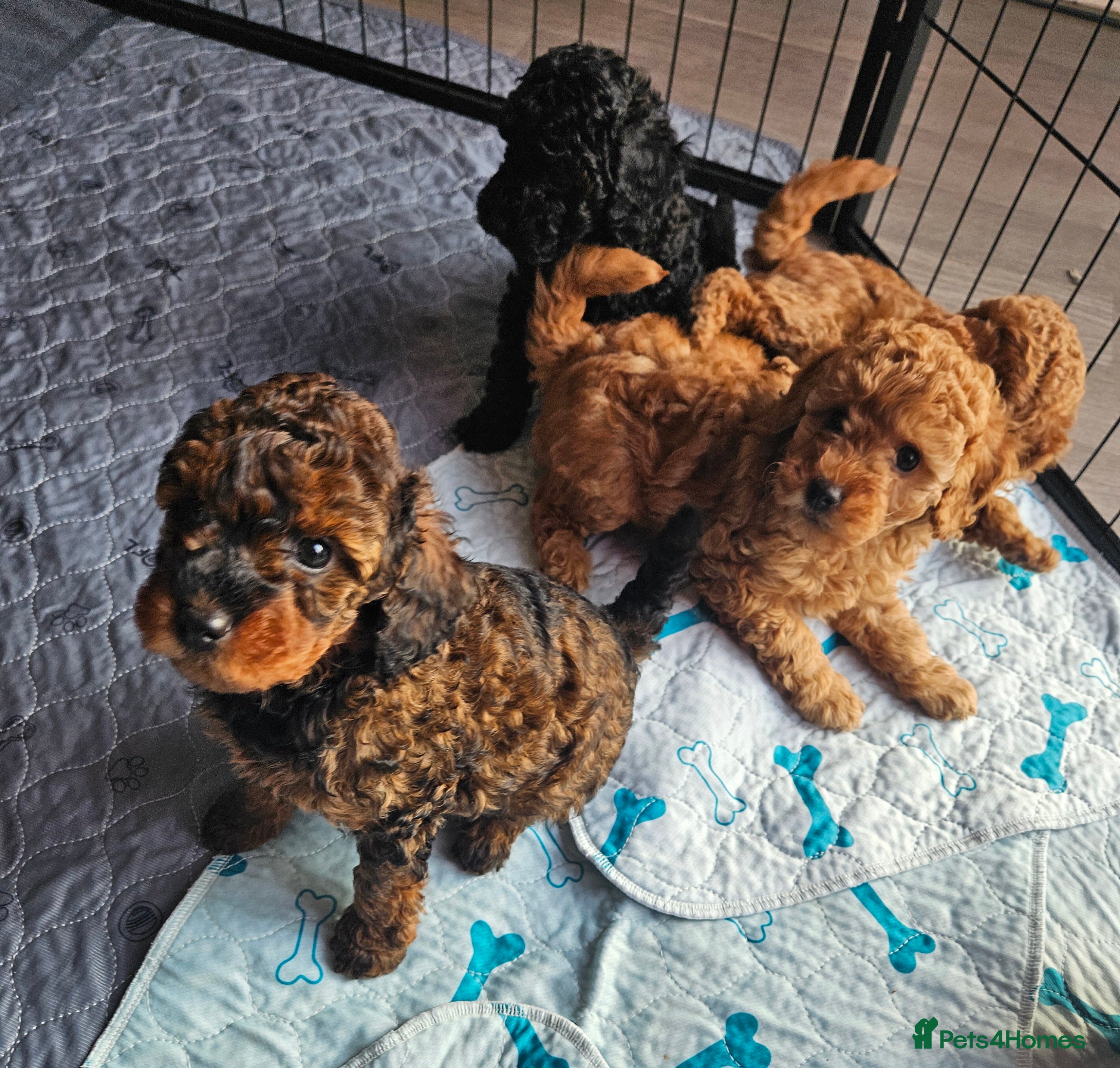 Miniature Poodle dogs Beautiful Health Tested Poodles - Advert 10