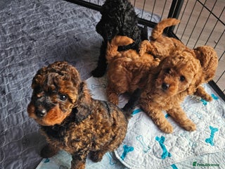 Miniature Poodle dogs Beautiful Health Tested Poodles - Advert 2