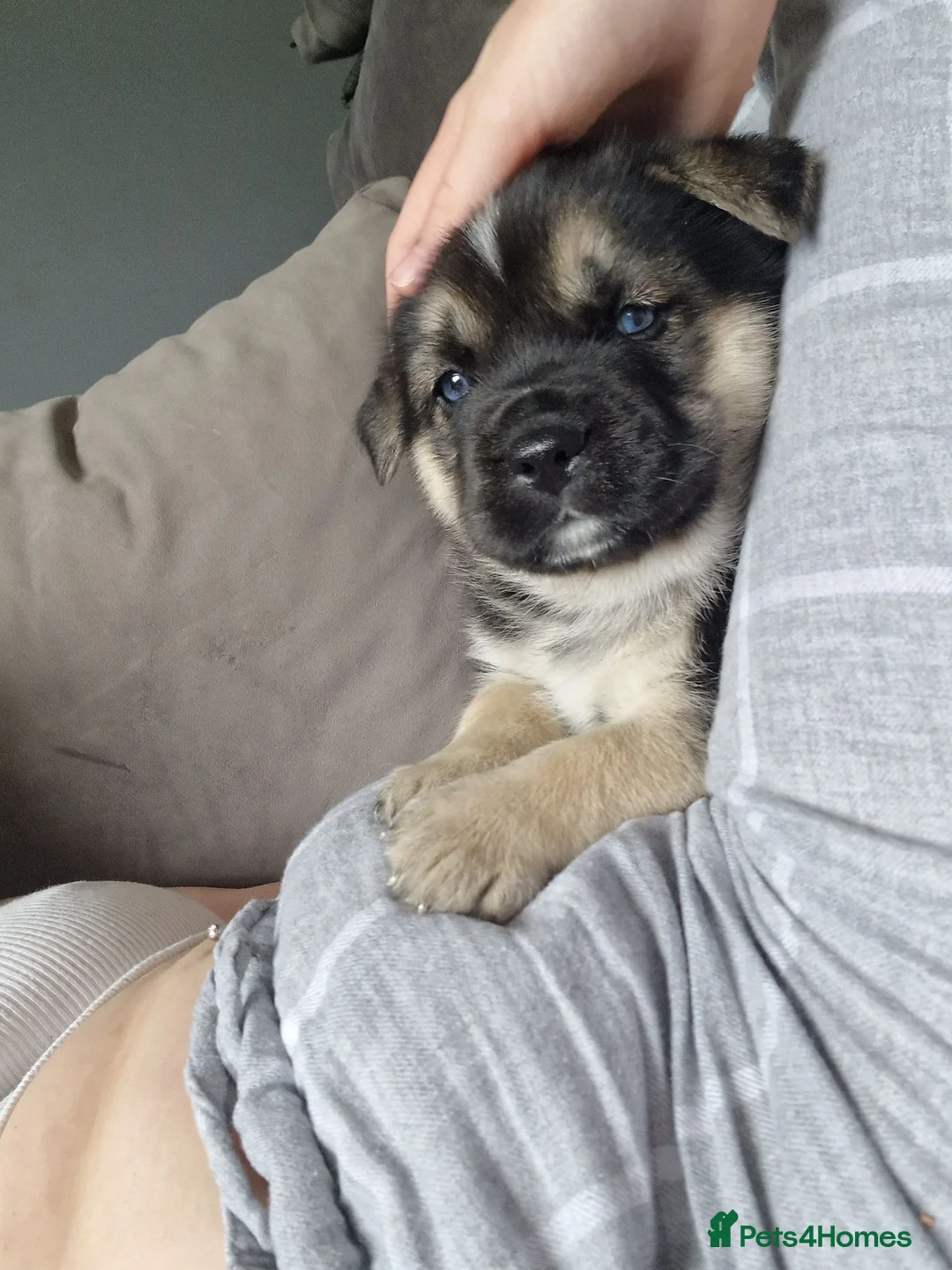 Mixed Breed dogs for sale: Miss  - Advert 4