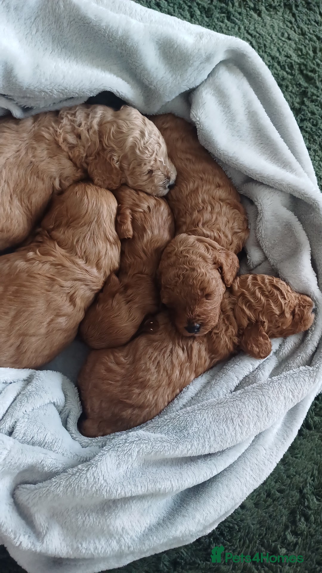 Cockapoo dogs for sale: Beautiful cockapoo puppies  - Image 14