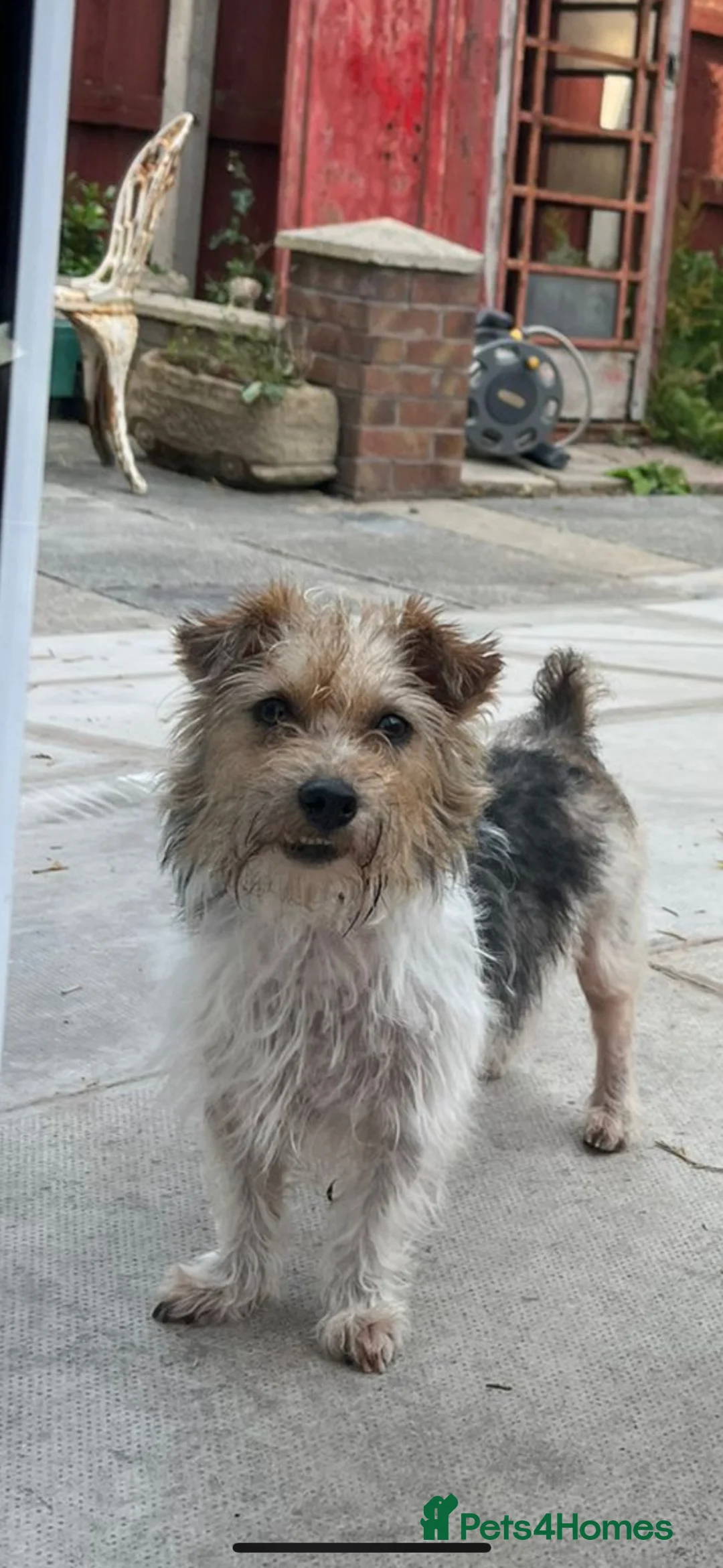 Jack Russell dogs for sale: 1 Female Jack Russell Puppy  in Liverpool - Advert 2