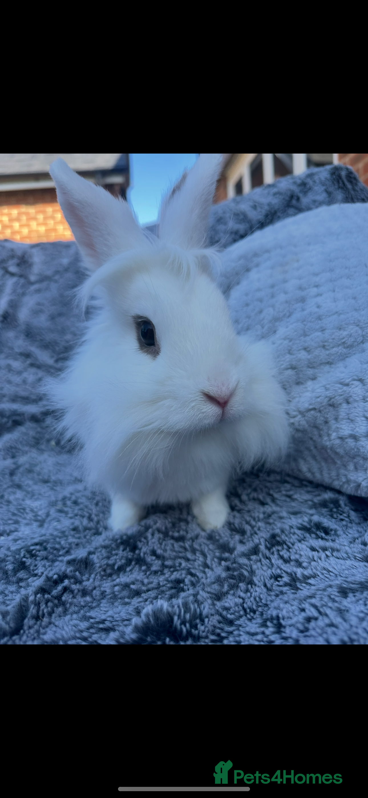 Lionhead rabbits Male Lionhead bunny  - Advert 1