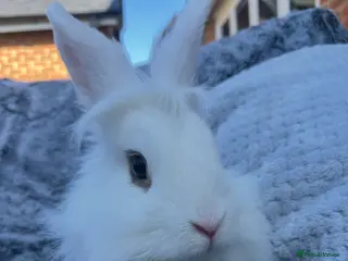 Lionhead rabbits Male Lionhead bunny - Advert 1