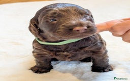 Cockapoo dogs for sale: F1 Cockapoo Chocolate Puppies - Image 5