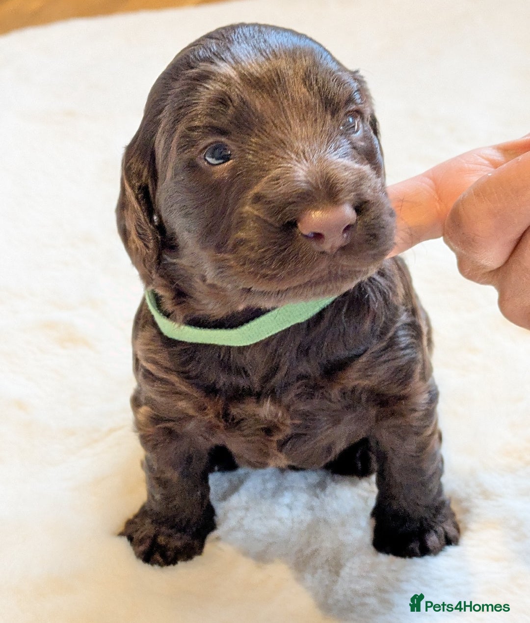 Cockapoo dogs for sale: F1 Cockapoo Chocolate Puppies - Image 5