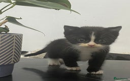 British Shorthair cats for sale: Cross half BRITISH shorthair kittens  - Advert 11