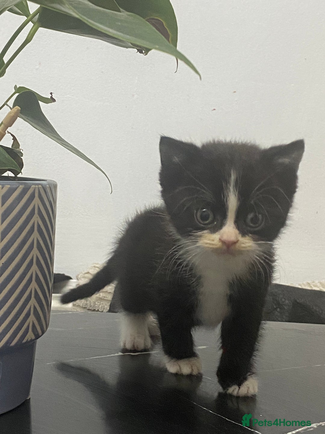 British Shorthair cats for sale: Cross half BRITISH shorthair kittens  - Advert 11