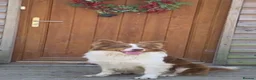 Border Collie dogs for sale: Beautiful Border Collies, proven agility obedience - Advert 10