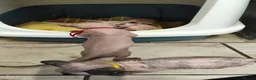 Sphynx cats for sale: Canadian Sphynx Tica registered,Blue eyes. - Advert 10