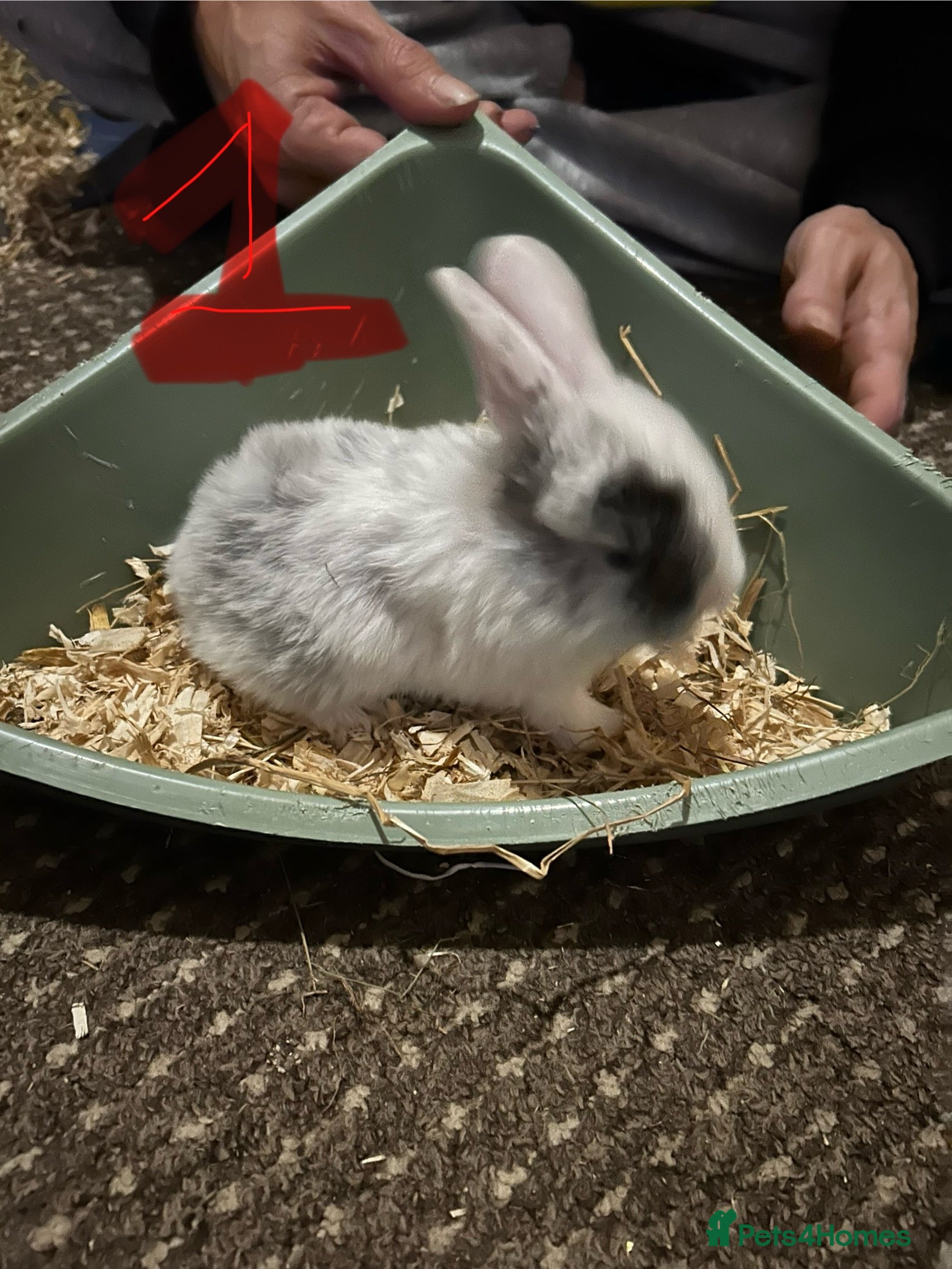 Mixed Breed rabbits Bunnies for sale  - Advert 9