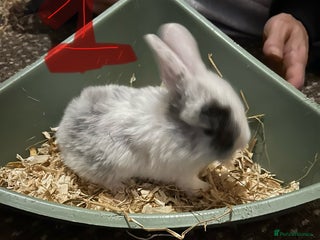 Mixed Breed rabbits Bunnies for sale - Advert 1