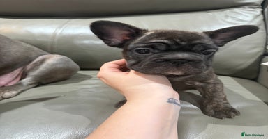 French Bulldog dogs - Advert 13