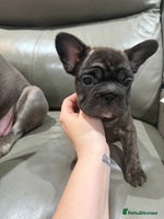 French Bulldog dogs - Advert 13