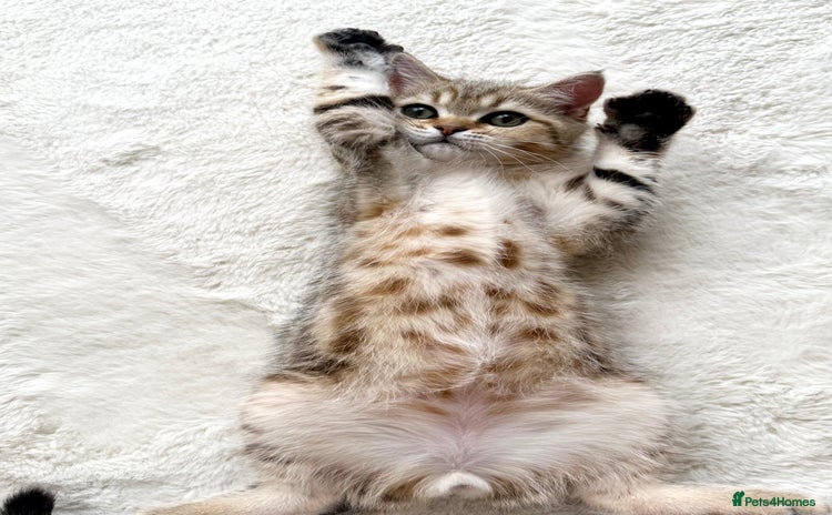 Scottish Fold cats - Advert 11