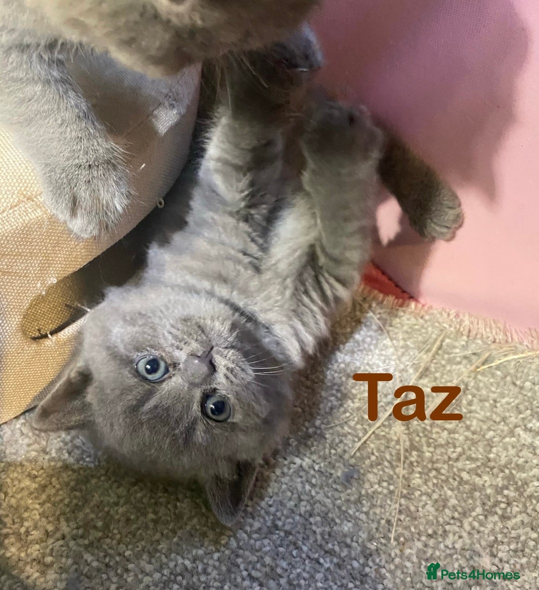 British Shorthair cats for sale: Stunning British short hair GCCF/TICA - Advert 39