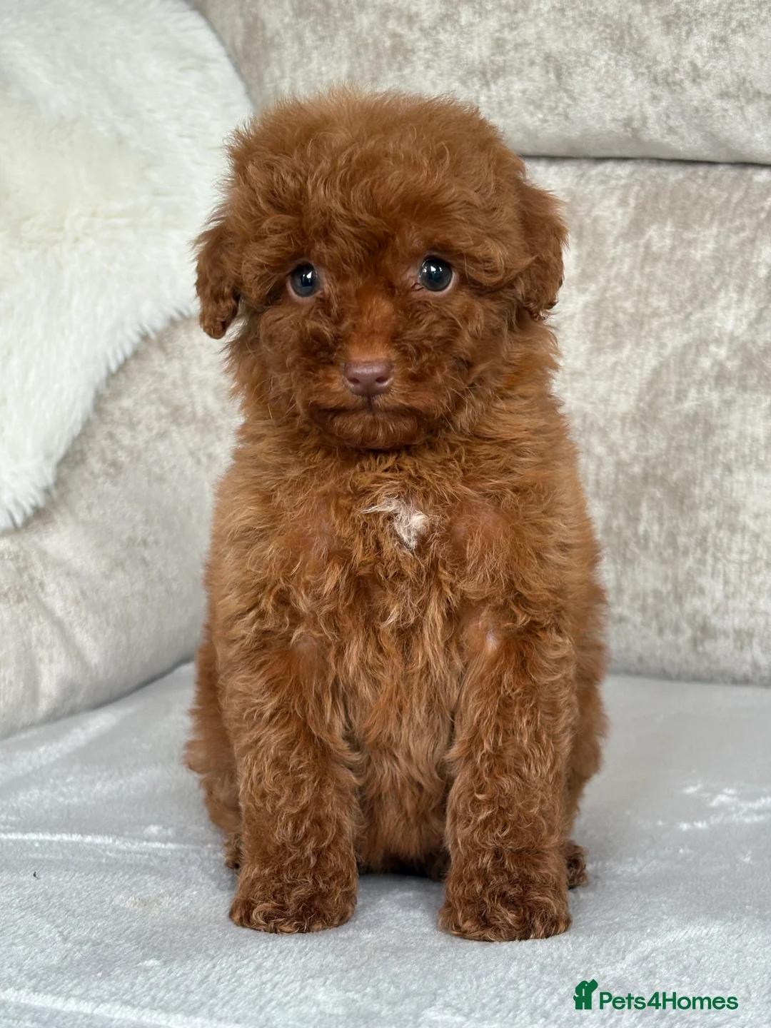 Miniature Poodle dogs for sale: Stunning miniature poodles - Advert 7