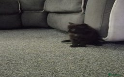 Mixed Breed cats for sale: 4 brown fully tabby kittens  - Image 7