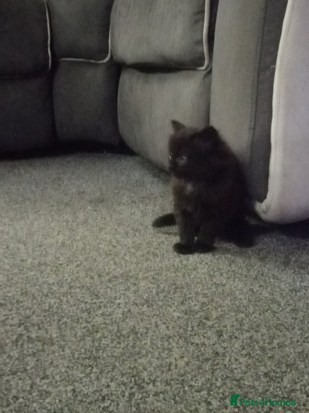 Mixed Breed cats for sale: 4 brown fully tabby kittens  - Image 7
