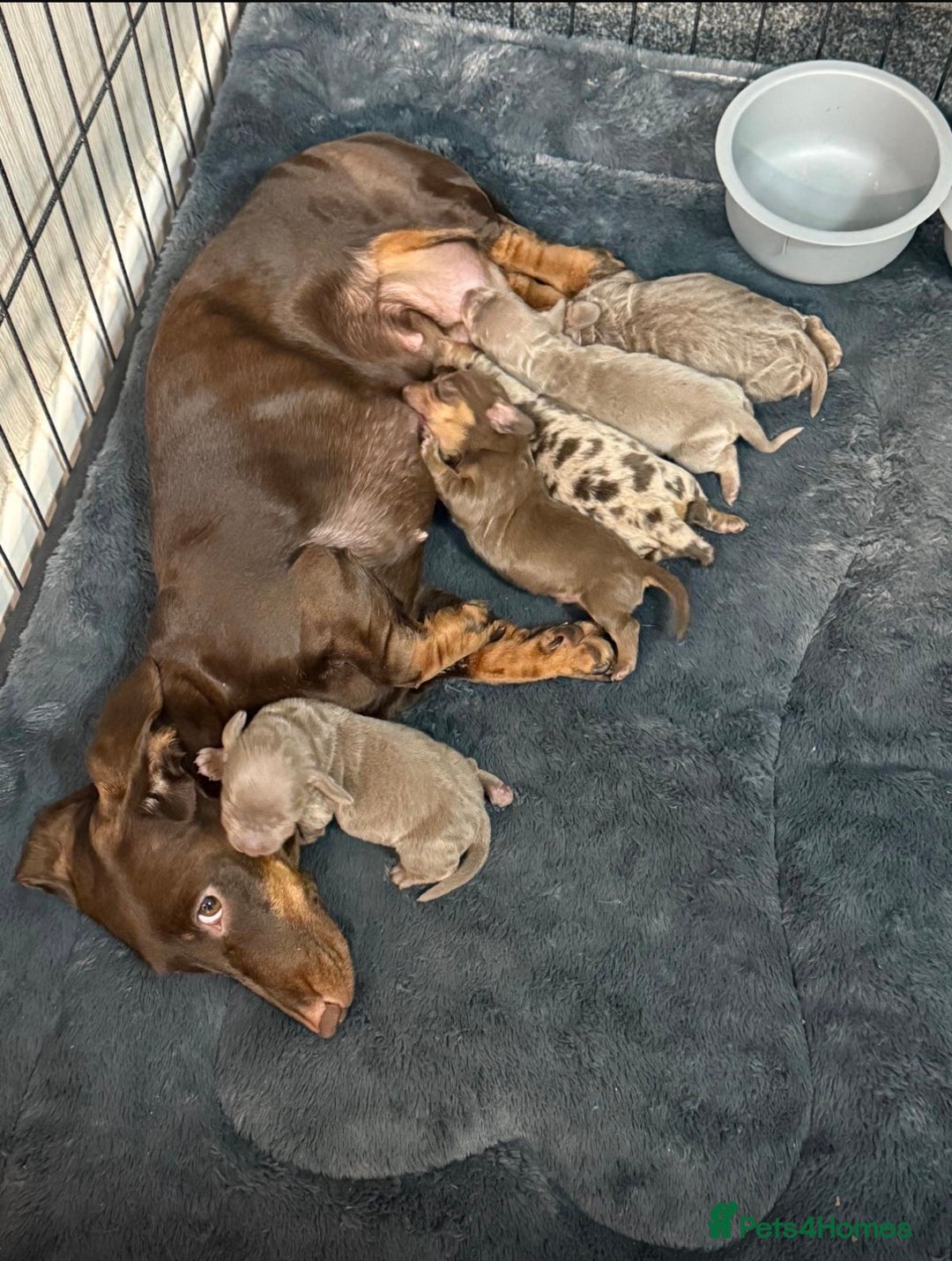 Miniature Dachshund dogs for sale: Miniature dachshund puppies  - Advert 1