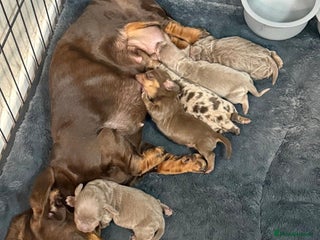 Miniature Dachshund dogs Miniature dachshund puppies - Advert 5