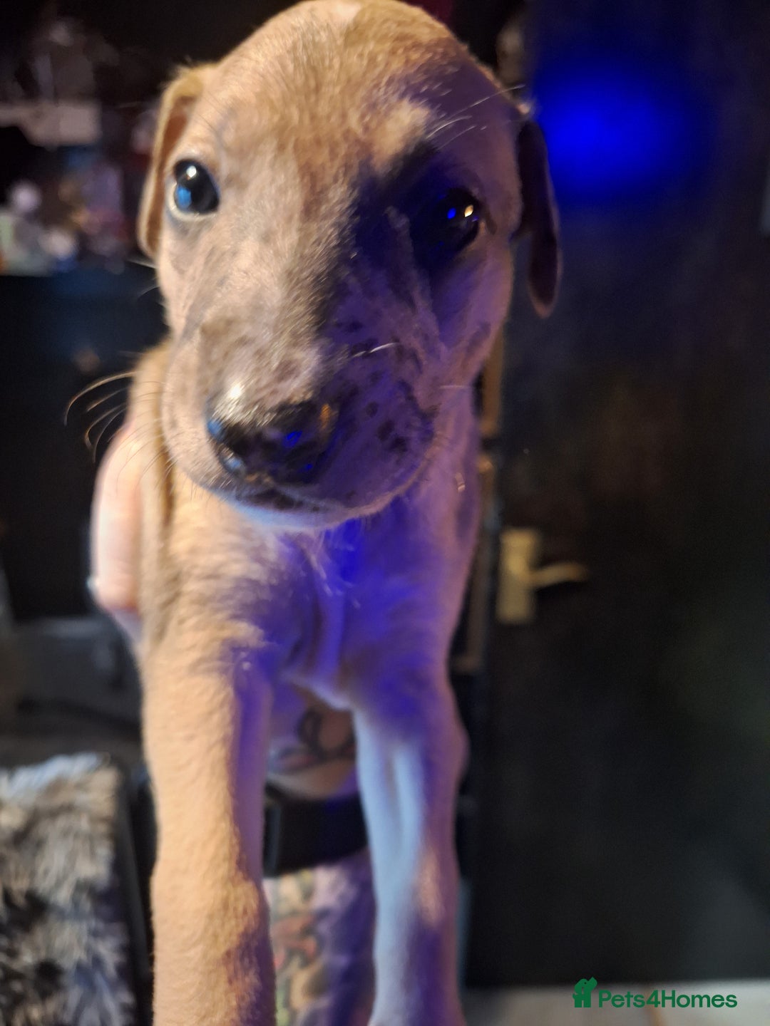 Lurcher dogs for sale: Really Now saluki Lurcher  - Advert 27