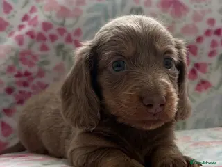 Miniature Dachshund dogs Miniature Dachshund KC Reg Longhair Isabella & Tan - Advert 13