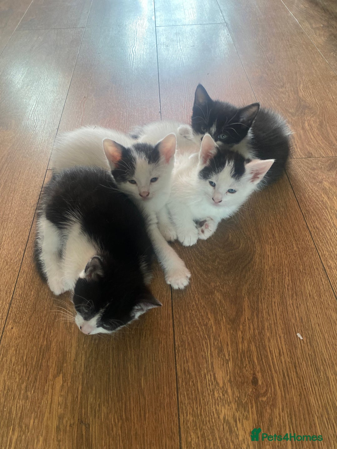 Domestic Shorthair cats for sale: Luna, Snow, Minx & Oreo - 10 Weeks old - Image 2