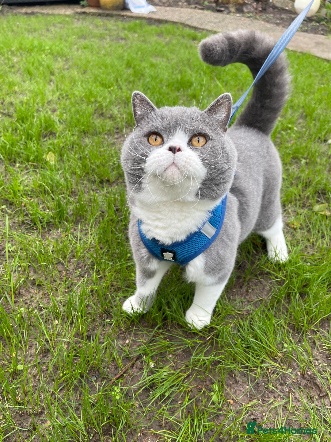 British Shorthair cats for stud: British Shorthair Blue Bicolour male stud duties in Enfield - Advert 9