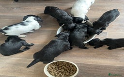 Cocker Spaniel dogs for sale: KC REG FIELD TRIAL SIRED COCKER SPANIEL PUPPIES  - Image 20