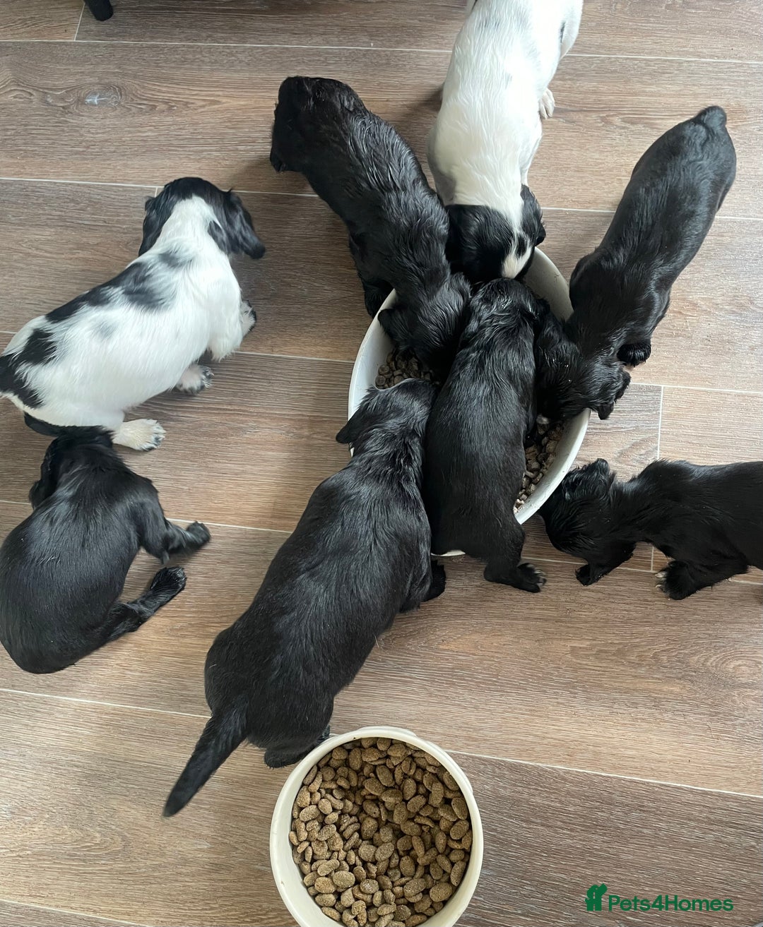 Cocker Spaniel dogs for sale: KC REG FIELD TRIAL SIRED COCKER SPANIEL PUPPIES  - Image 20