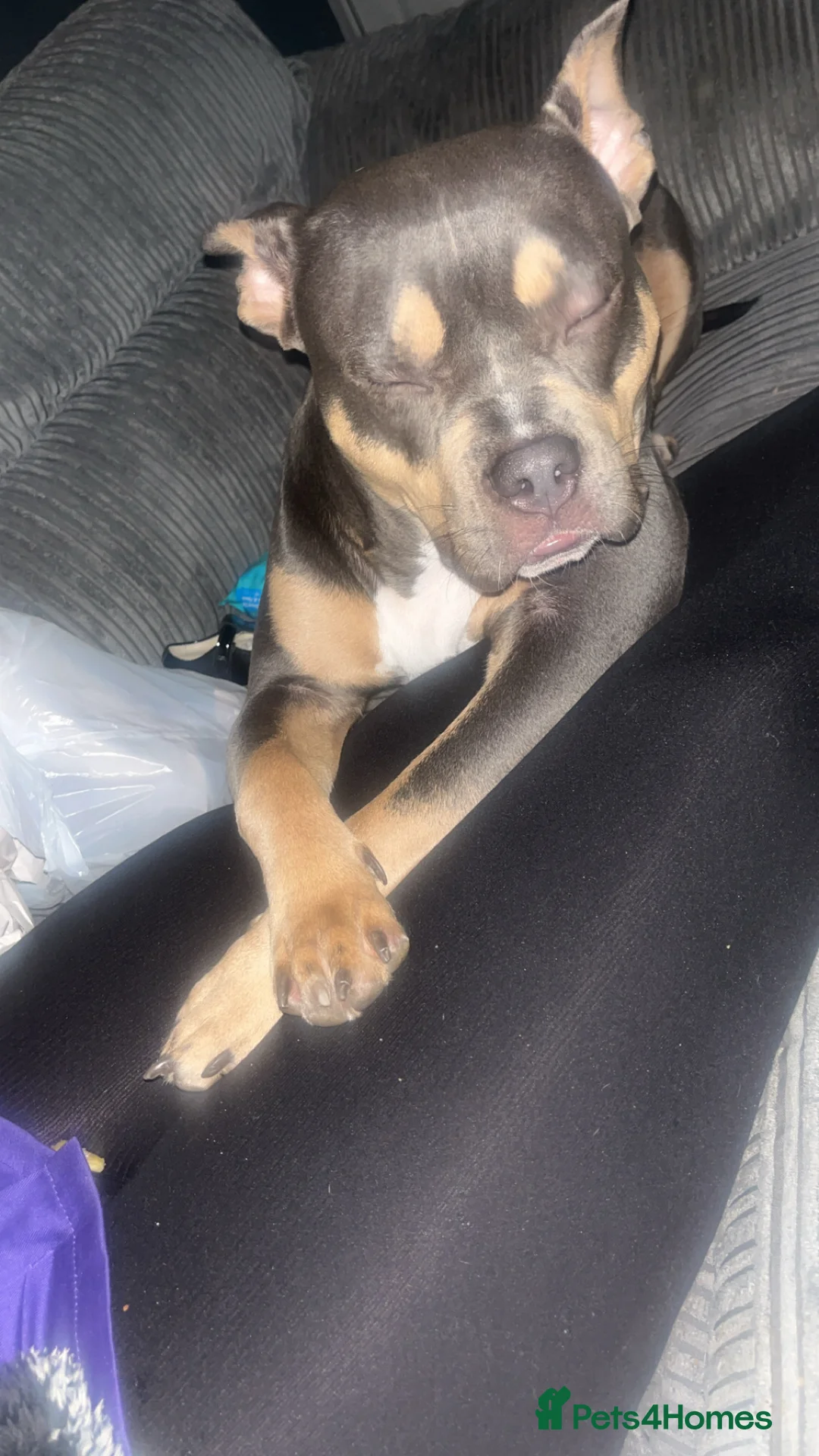 American Bully dogs for sale: Dolcee- American Bully- 1 year old - Advert 5