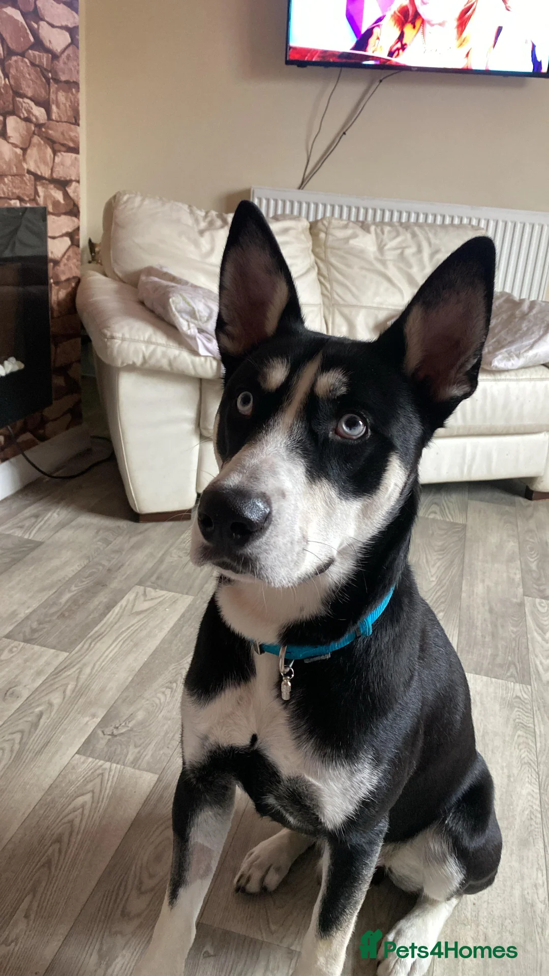 Siberian Husky dogs for sale: Puppys for sale  in Wakefield - Advert 2