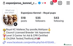 Toy Poodle dogs for stud: 🔥One-in-a-Million Asian ☕️ toy poodle DNA Stud🧸 in Thetford - Image 3