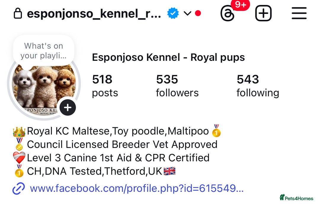 Toy Poodle dogs for stud: 🔥One-in-a-Million Asian ☕️ toy poodle DNA Stud🧸 in Thetford - Image 3