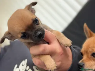 Chihuahua dogs Chihuahua pups - Advert 18