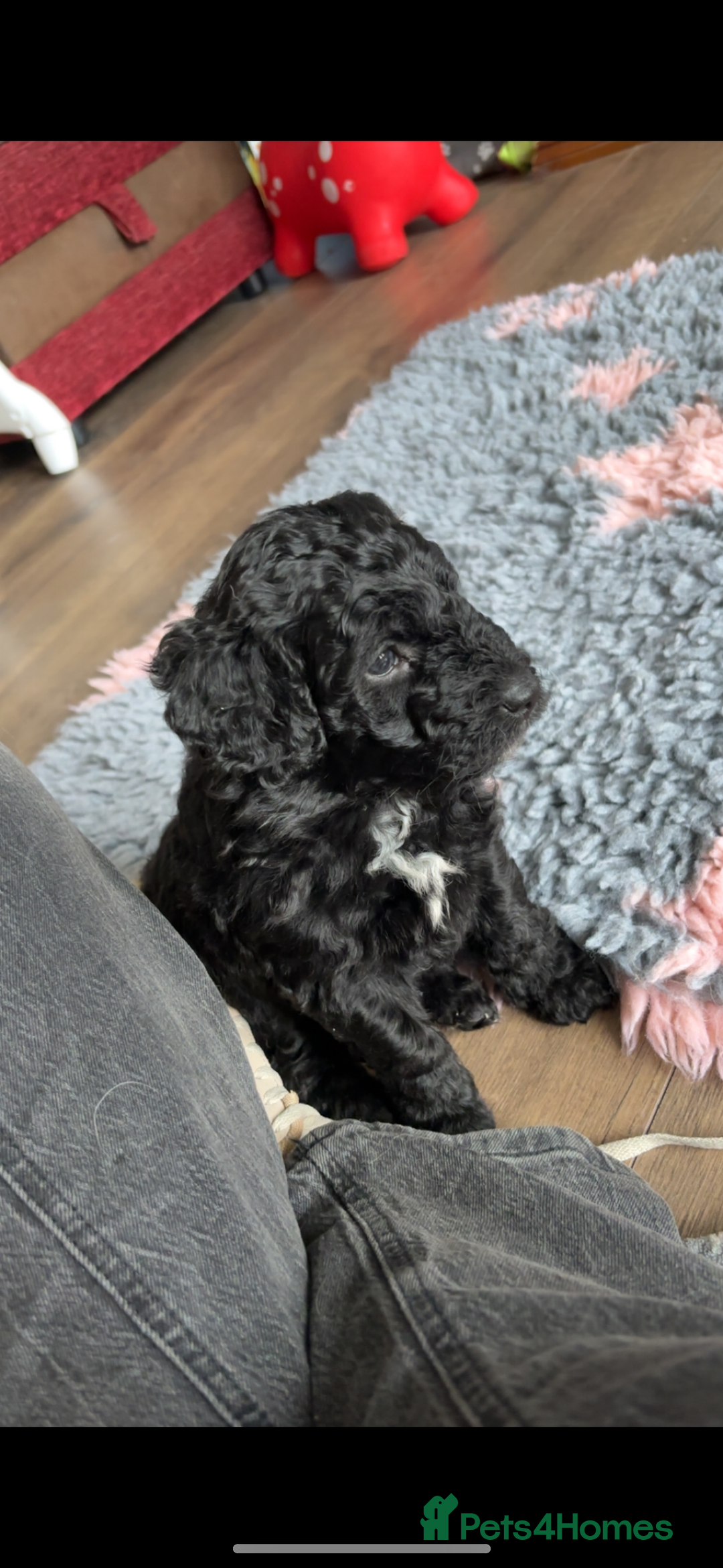 Bordoodle dogs for sale: Beautiful border collie x miniature poodle puppies - Image 5