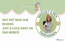 Pomeranian dogs for sale: 💛WAITING LIST NOW OPEN💛 - Image 10