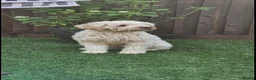 Cavapoo dogs for sale: Beautiful Cavapoo Puppies DUE NOV 7TH - Advert 2