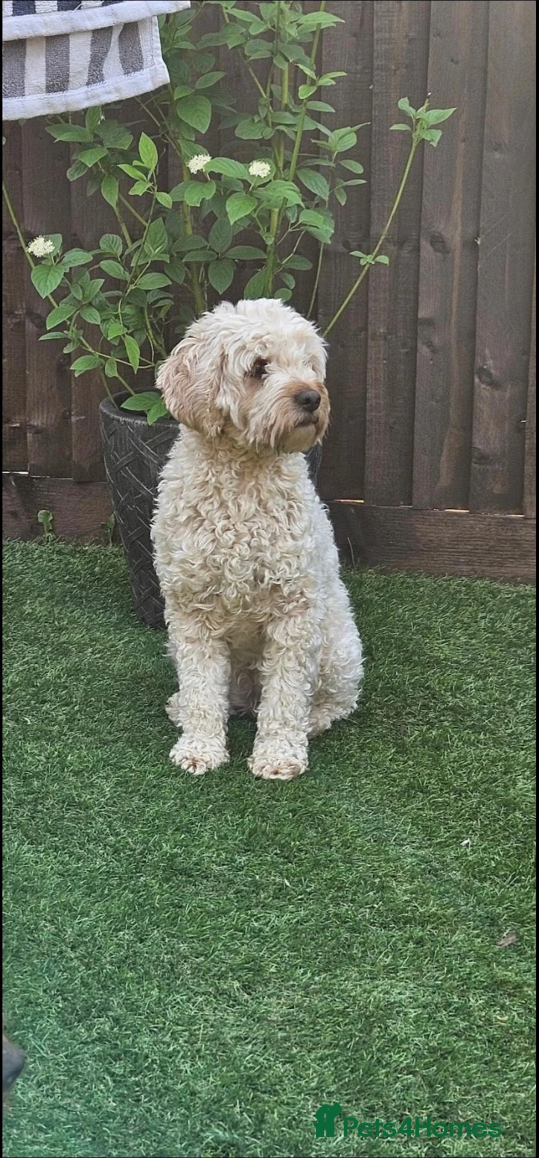 Cavapoo dogs for sale: Beautiful Cavapoo Puppies DUE NOV 7TH - Advert 2