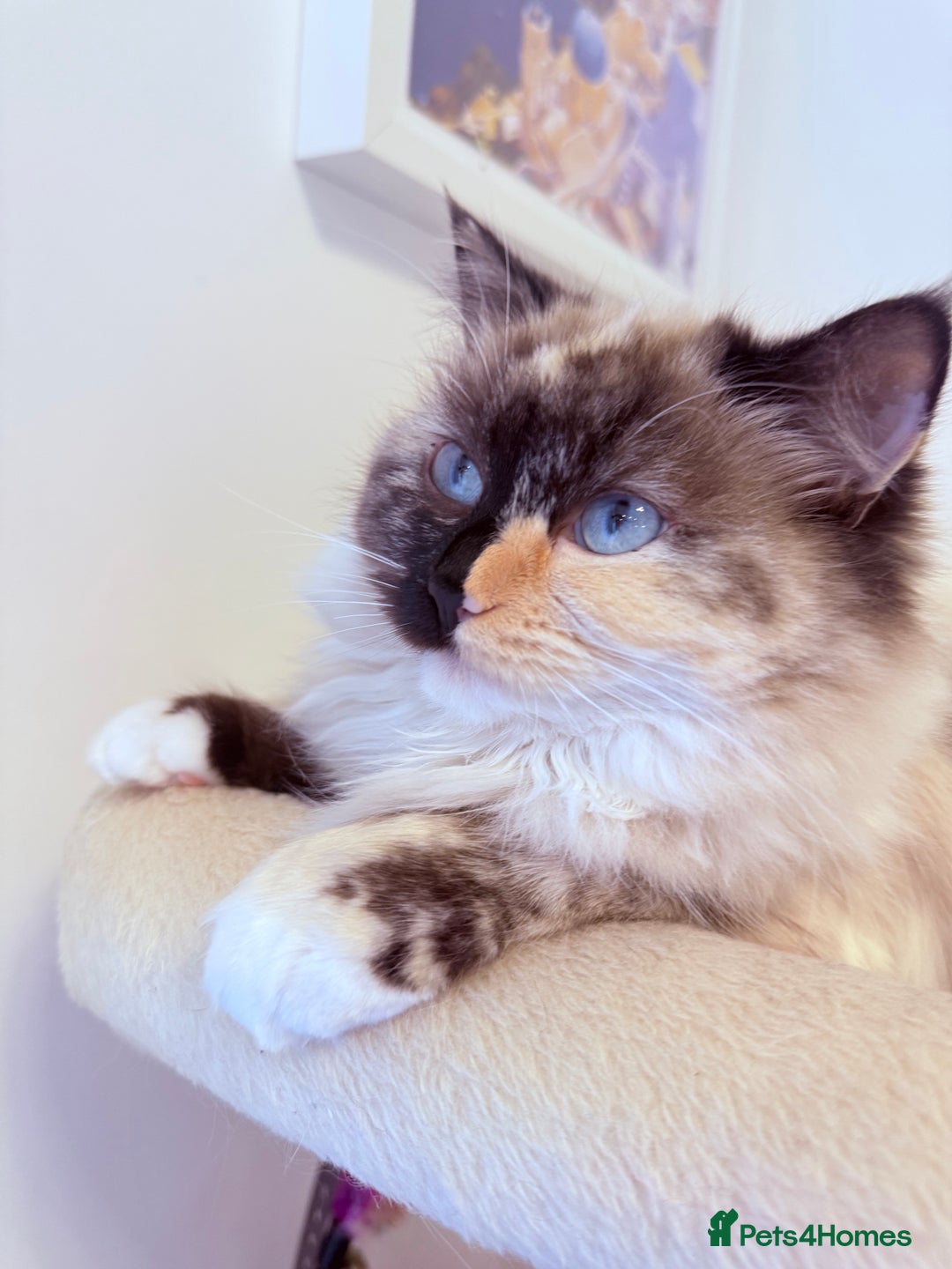 Ragdoll cats for sale: A very happy ragdoll girl  - Advert 3