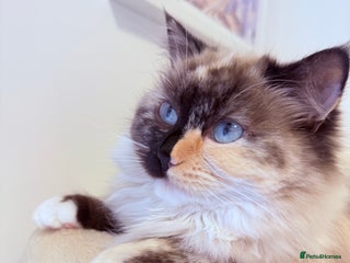 Ragdoll cats A very happy ragdoll girl - Advert 16