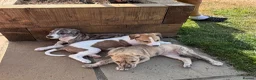 Lurcher dogs for sale: Wheeton Greyhound Puppies  - Advert 3