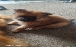Pomeranian dogs for sale: Gorgeous Pomeranian puppies for sale - Image 6