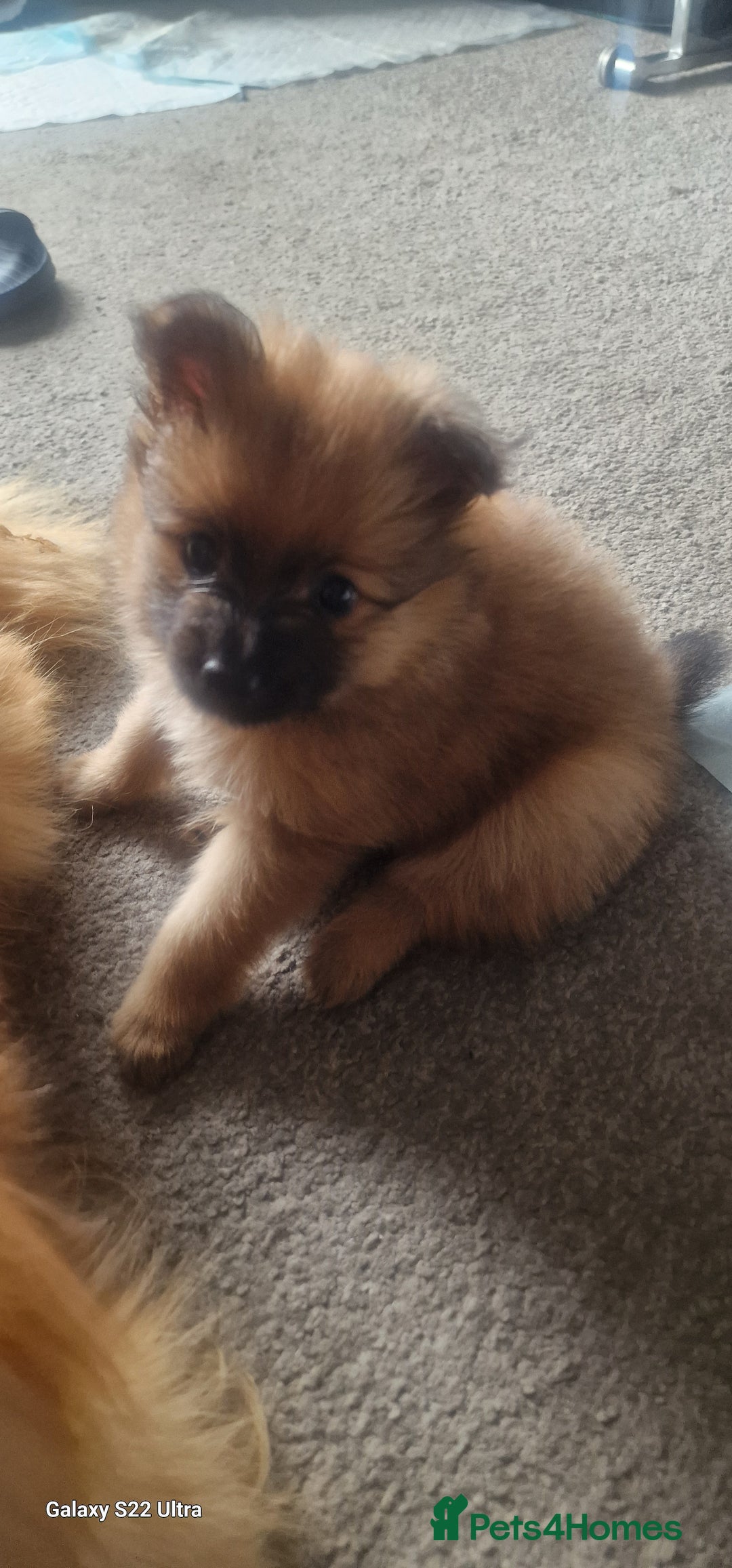 Pomeranian dogs for sale: Gorgeous Pomeranian puppies for sale - Image 6